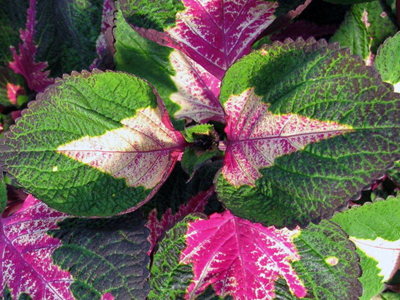 Coleus Magilla Perilla - цъфтящ Coleus на снимката