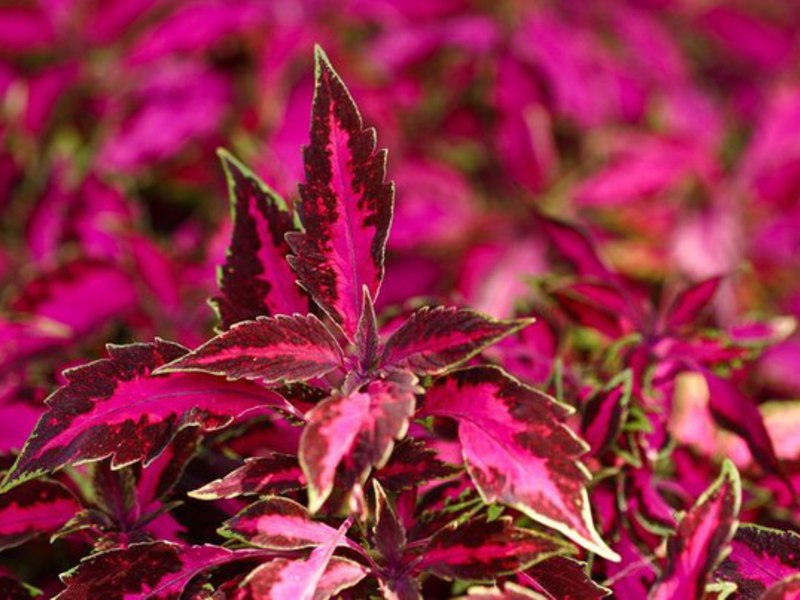 Coleus pumila a une teinte de feuille rouge.