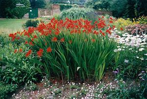 Crocosmia sur le site - un parterre de fleurs en fleurs.