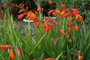 Crocosmia (montbrecia) yazlık kulübelerinde.