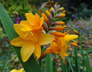 Crocosmia šviesiai oranžinio atspalvio gėlė.