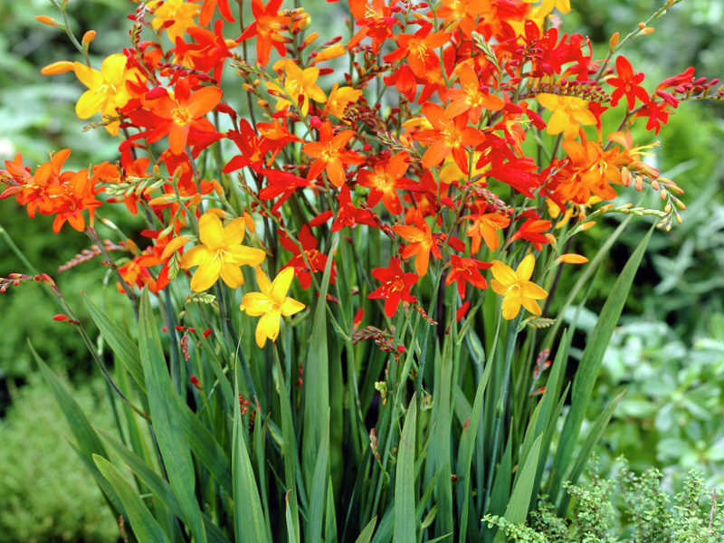 Den japanske gladiolen er en veldig vakker blomst.