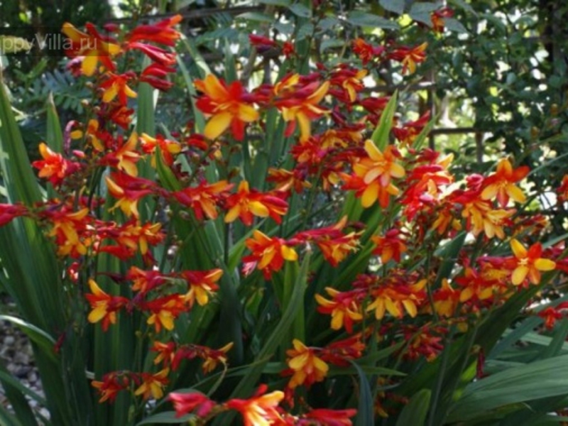 Montbrecia multicolorida em sua casa de verão.