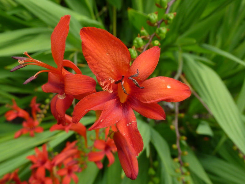 Montbrecia - foto de close-up de uma flor.