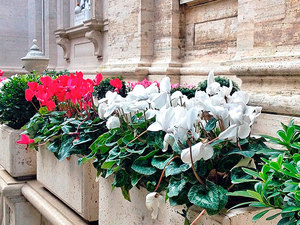 Cyclamen blomst er meget smuk