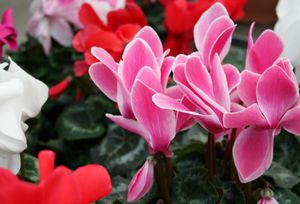 Το Cyclamen μεγαλώνει και ανθίζει πολύ καλά στο σπίτι.