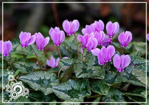 How to care for cyclamen - plant photo