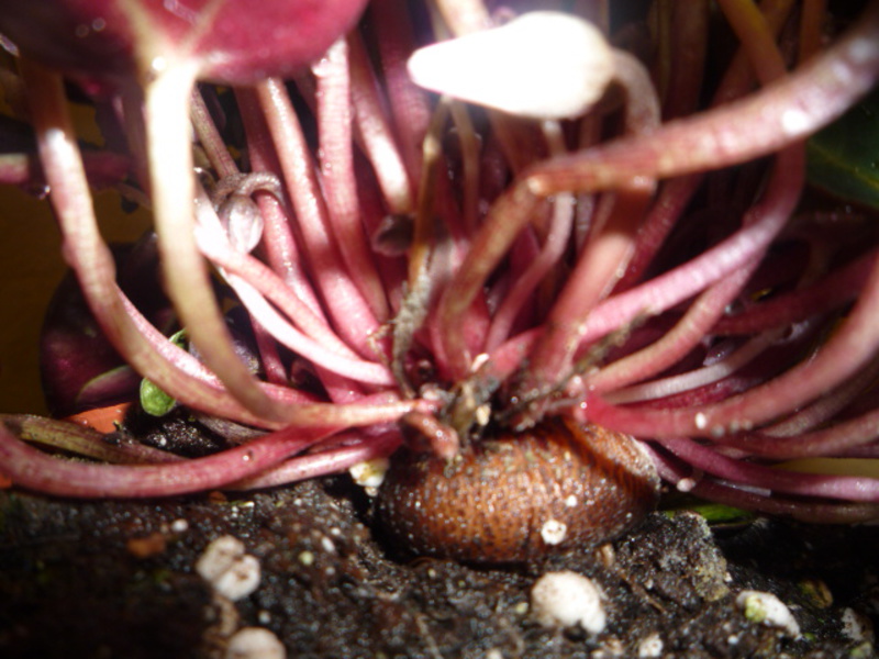 Cyclamen tuber before planting in the ground