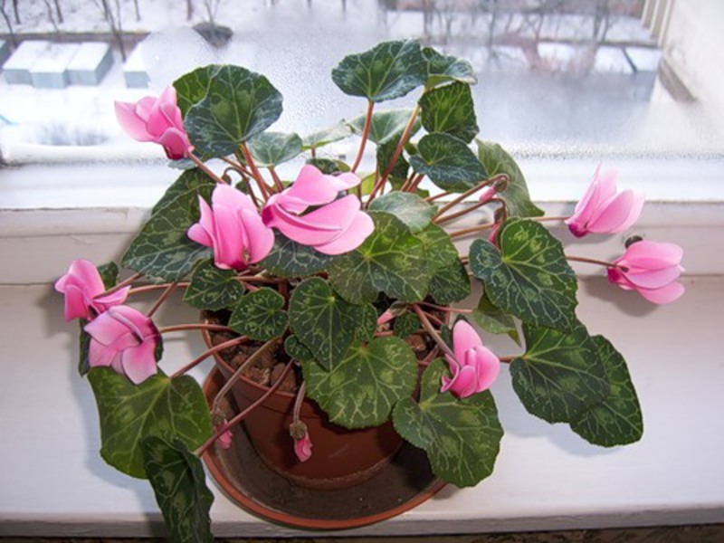 Cyclamen in a pot is shown in the photo