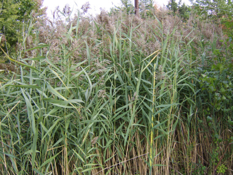 Reed species