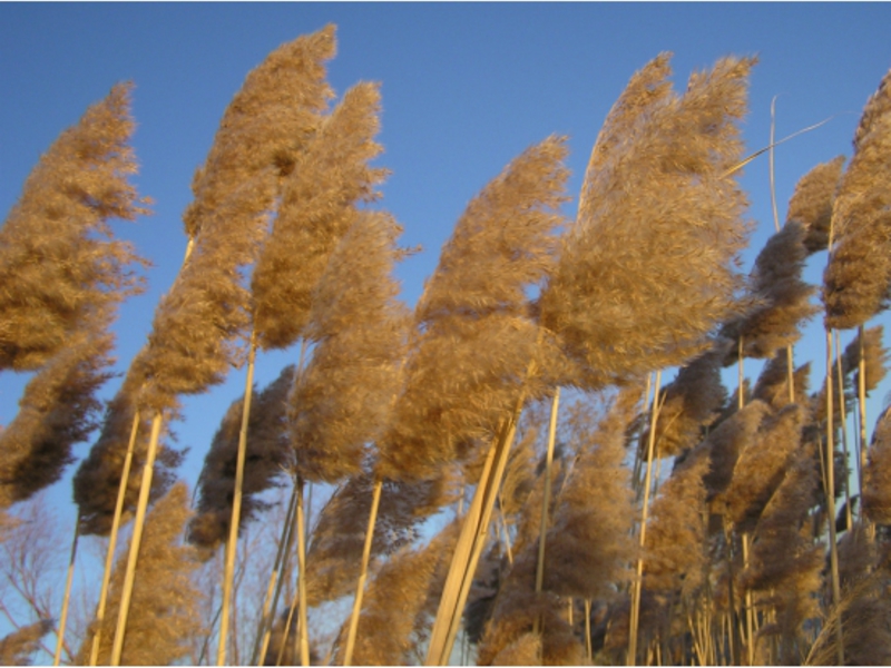 Hoe een riet eruit ziet