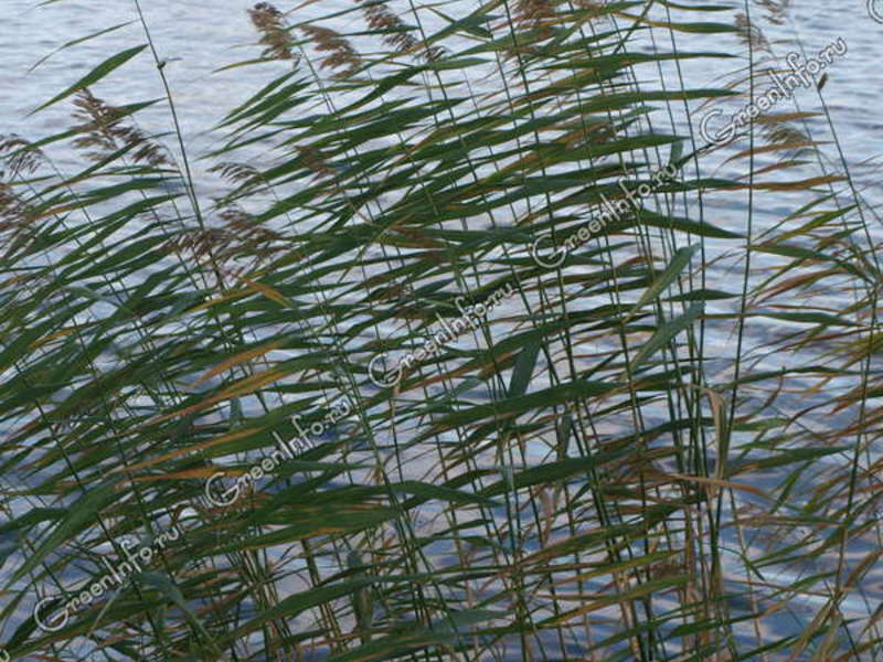 Zuidelijk riet