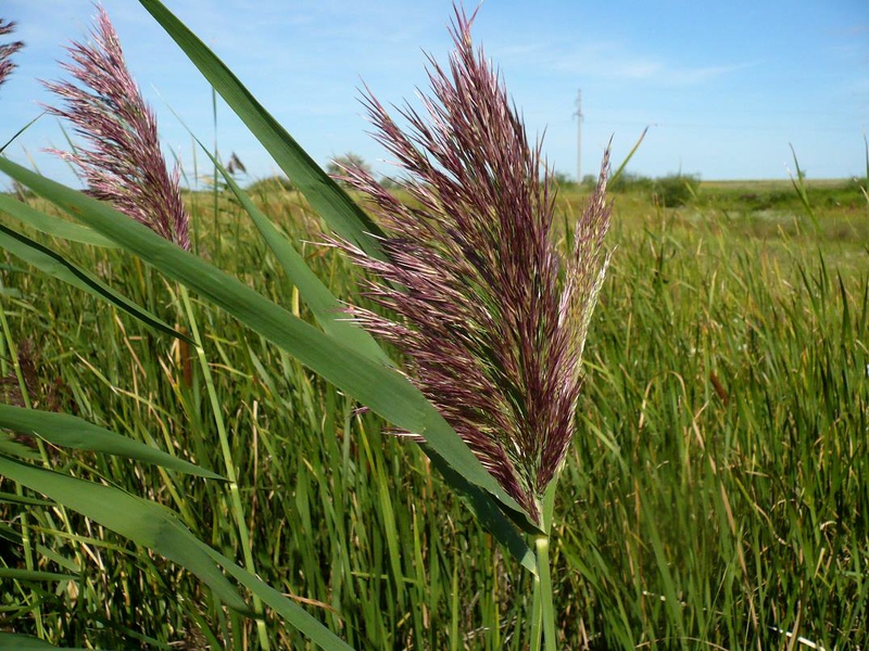 Hoe riet wordt aangebracht