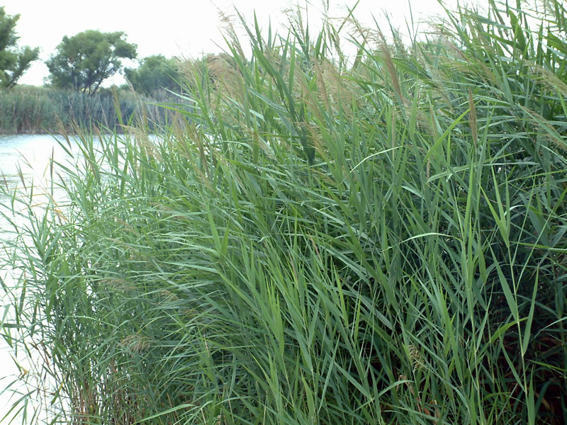 Gemeenschappelijke riet