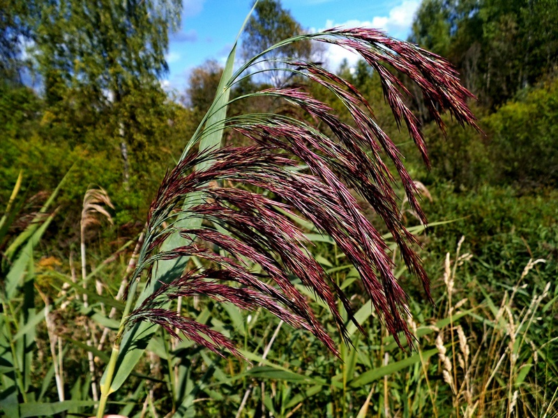 Riet bloei