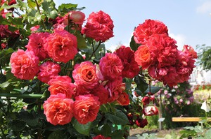 Growing a kimano rose