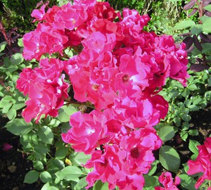 Floribunda rosa