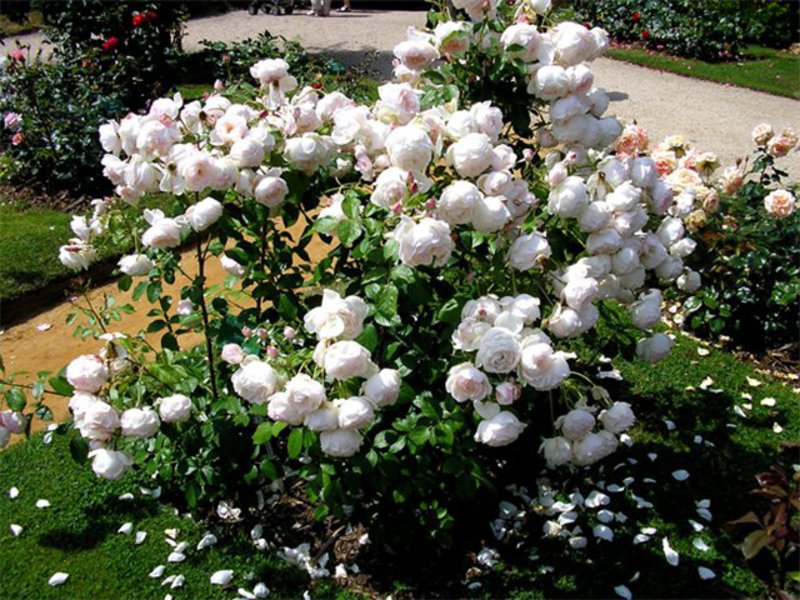 Varieties and types of roses