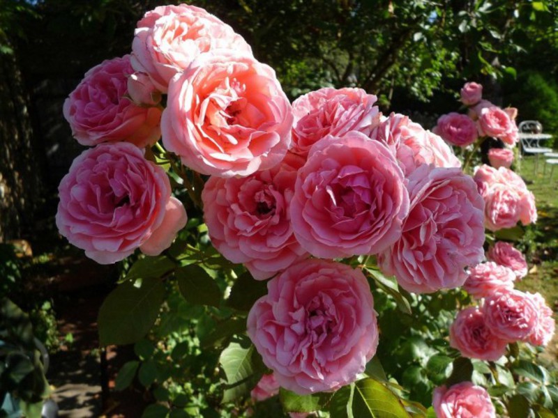 Come prendersi cura adeguatamente delle rose