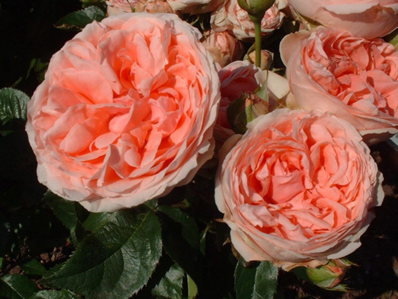 Floribunda เพิ่มขึ้น