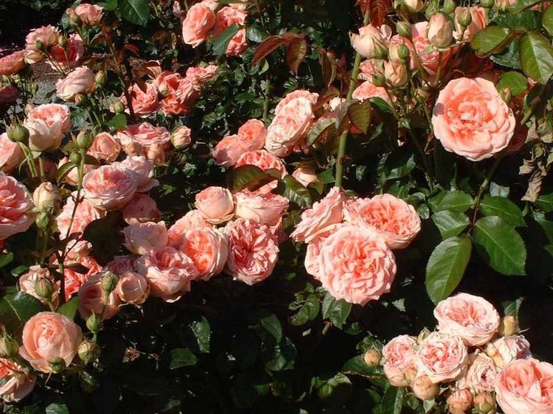 Floribunda rózsák megjelenése