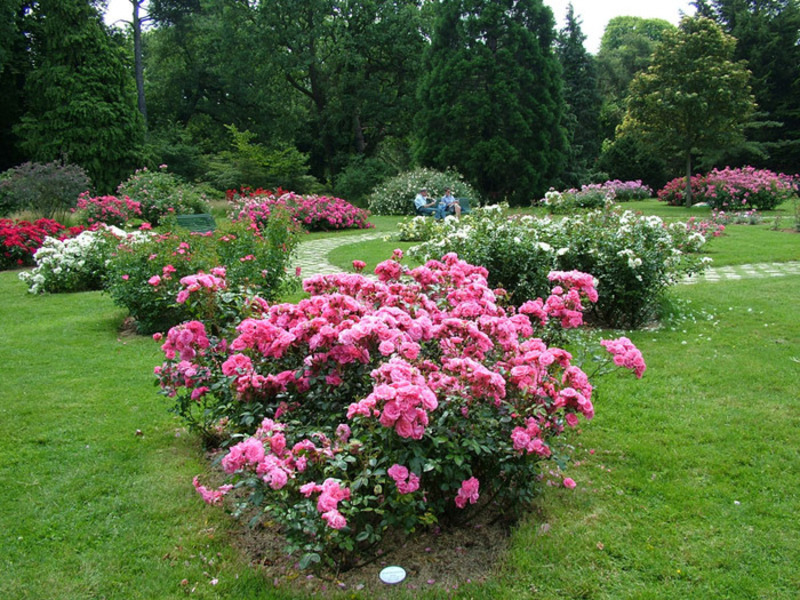 Floribunda rose planting