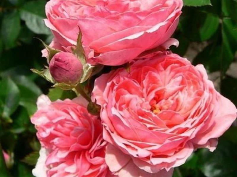 Floribunda felkelt