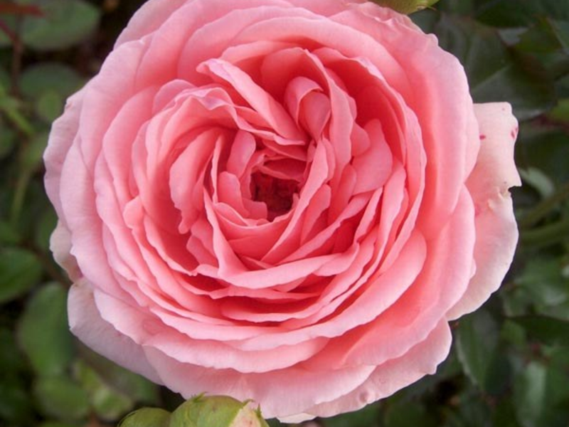 Varietà di rose Floribunda