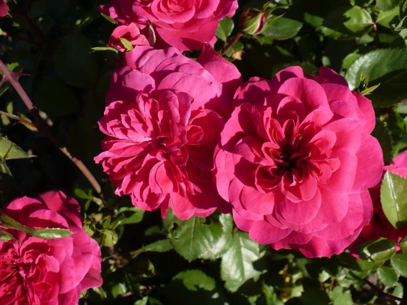 Floribunda rosa no jardim