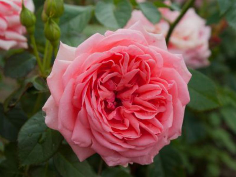 Parfum de rose Floribunda