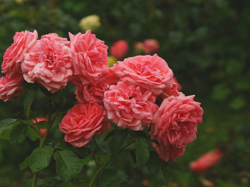 Hoe floribunda-rozen op de juiste manier water te geven