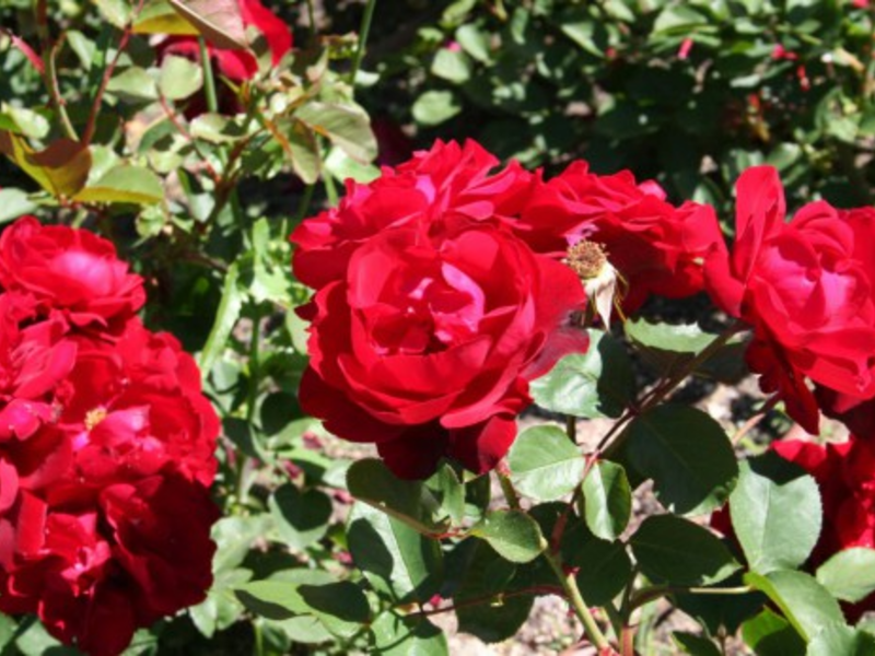 Varietà di rose Floribunda