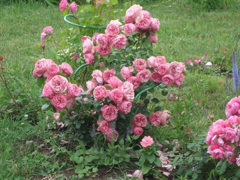 Floribunda erhob sich