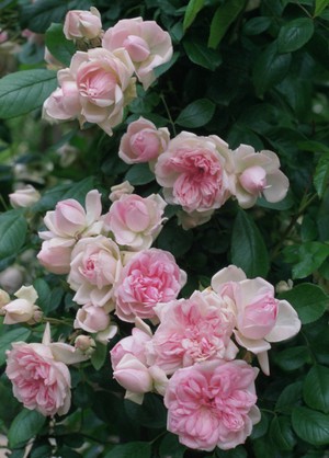 Floribunda roser i haven