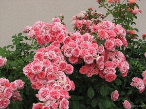 Floribunda sort roser