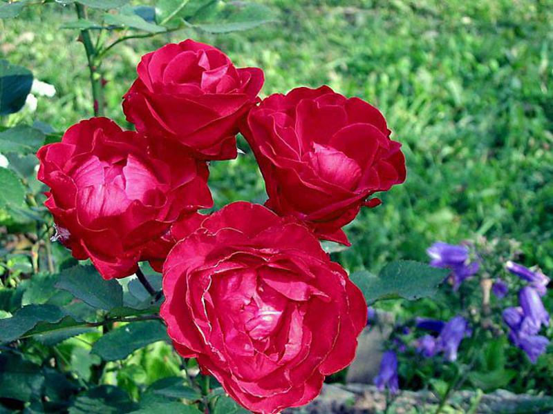 คำอธิบายของกุหลาบ floribunda