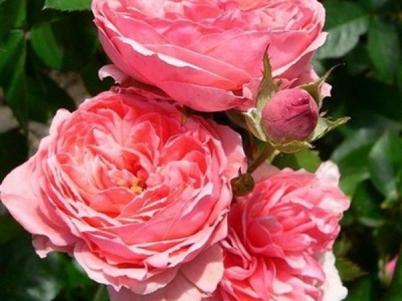 Hvordan dyrkes floribunda roser