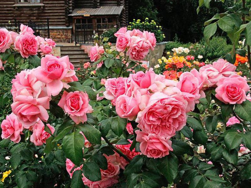 Floribunda rosas