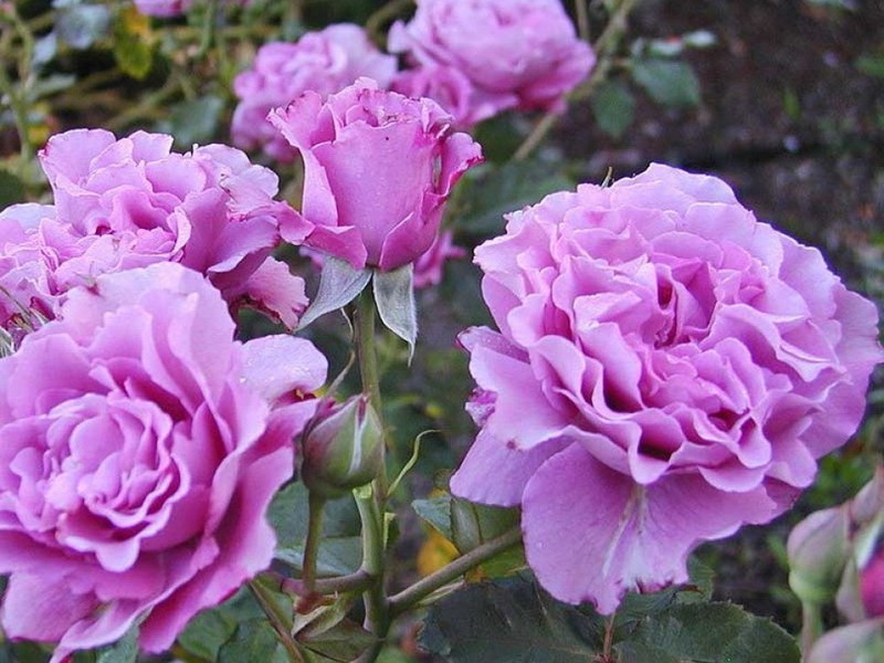 Floribunda variety roses