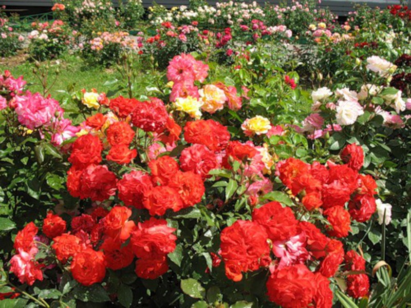 Floribunda rozes