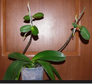 Paano maglipat ng phalaenopsis