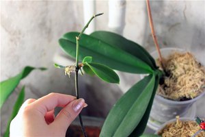 Como não danificar as raízes das orquídeas