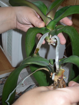 Reproduction of orchids