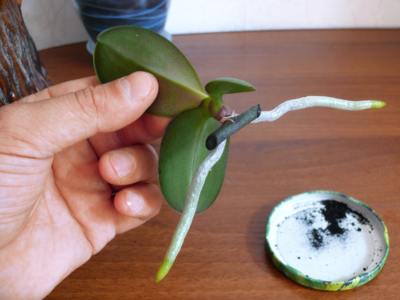 Propagar una orquídea