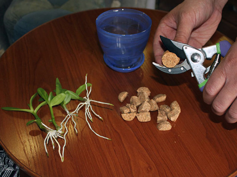 Orquídeas de interior