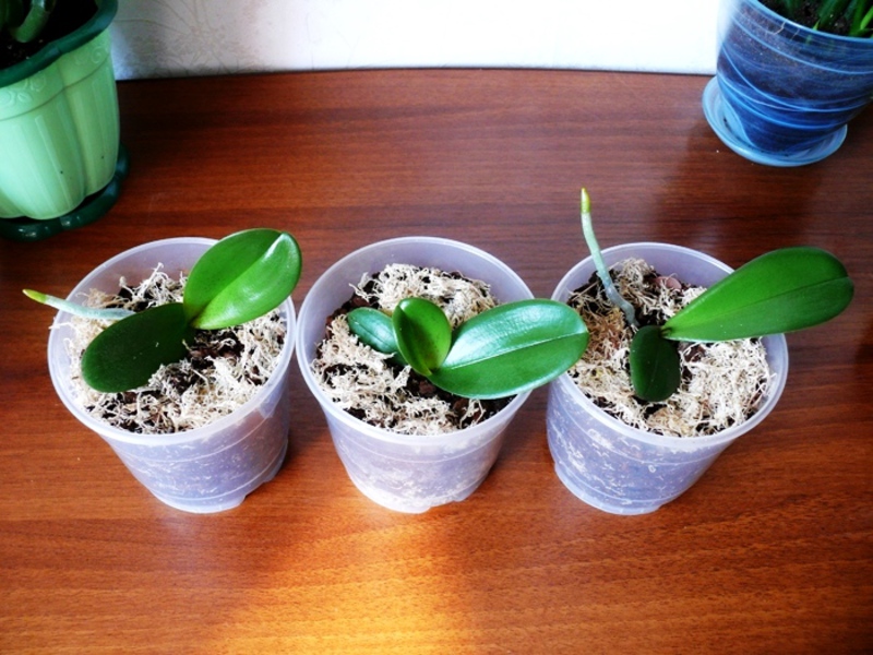 Orchid baby transplantasjon