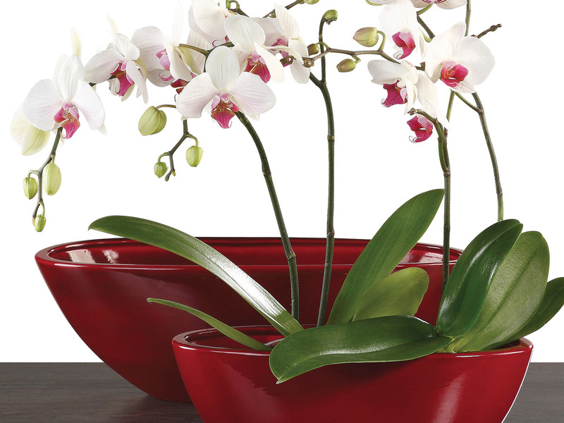 Orchideentransplantation zu Hause