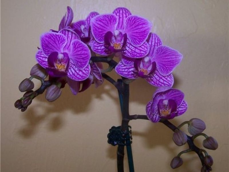 Slik vanner du phalaenopsis orkideer