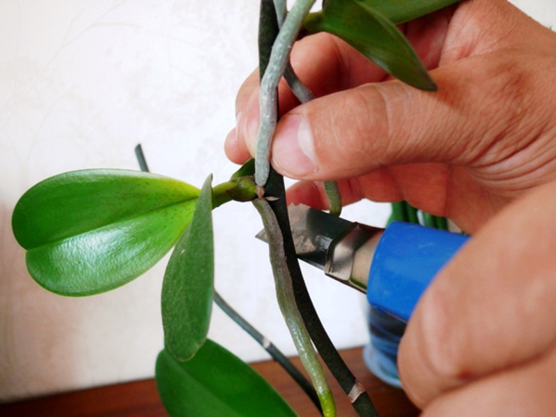 Propagating an orchid