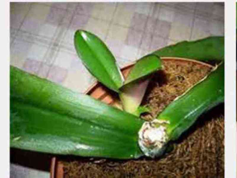 How to transplant phalaenopsis - step by step instructions